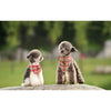 Holiday Cheer Plaid Bandana Set 2/pk